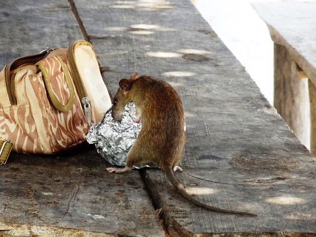 rat eating garbage
